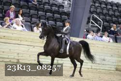 23R13_08257 thumbnail