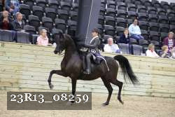 23R13_08259 thumbnail