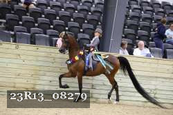 23R13_08279 thumbnail
