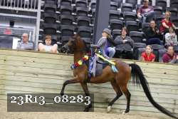 23R13_08283 thumbnail