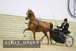 23R13_08988 thumbnail
