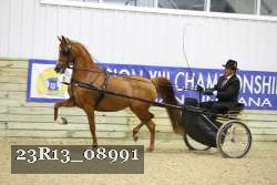 23R13_08991 thumbnail