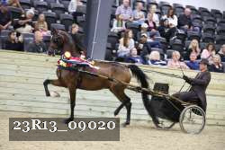 23R13_09020 thumbnail