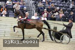 23R13_09021 thumbnail