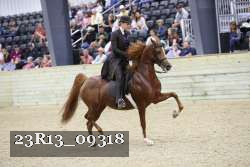 23R13_09318 thumbnail