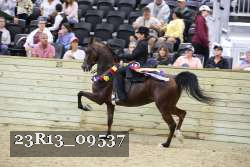 23R13_09537 thumbnail