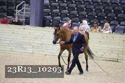23R13_10293 thumbnail
