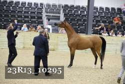 23R13_10295 thumbnail