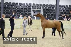 23R13_10299 thumbnail