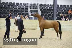 23R13_10300 thumbnail