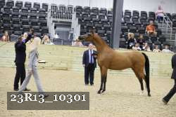 23R13_10301 thumbnail