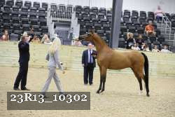 23R13_10302 thumbnail