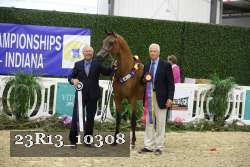 23R13_10308 thumbnail