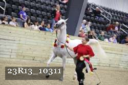23R13_10311 thumbnail
