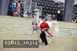 23R13_10314 thumbnail