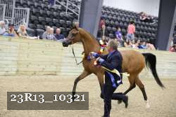 23R13_10321 thumbnail
