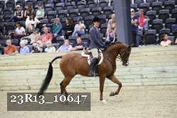 23R13_10647 thumbnail