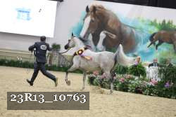 23R13_10763 thumbnail