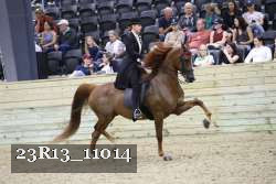 23R13_11014 thumbnail