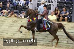 23R13_11081 thumbnail