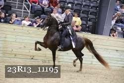 23R13_11195 thumbnail
