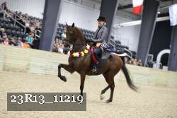 23R13_11219 thumbnail