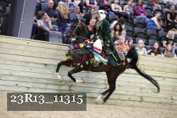 23R13_11315 thumbnail