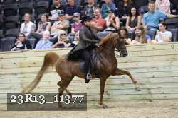 23R13_11377 thumbnail