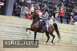 23R13_11393 thumbnail