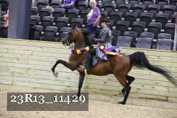 23R13_11429 thumbnail