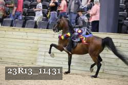 23R13_11431 thumbnail