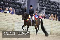 23R13_11667 thumbnail