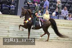 23R13_11773 thumbnail