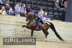 23R13_11995 thumbnail