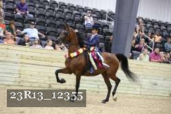 23R13_12355 thumbnail