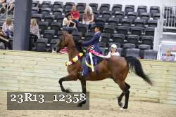 23R13_12358 thumbnail