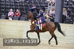 23R13_12359 thumbnail