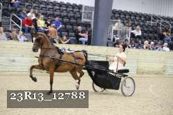 23R13_12788 thumbnail