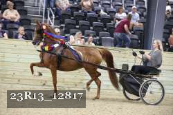 23R13_12817 thumbnail