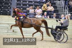 23R13_12818 thumbnail