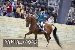 23R13_12925 thumbnail