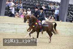 23R13_13077 thumbnail