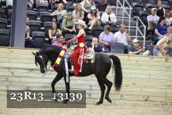 23R13_13139 thumbnail