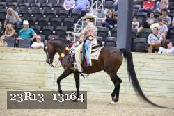 23R13_13164 thumbnail