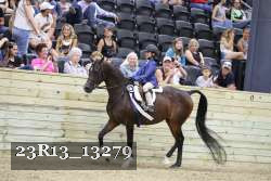 23R13_13279 thumbnail