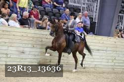 23R13_13636 thumbnail