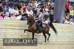 23R13_13637 thumbnail