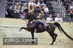 23R13_13660 thumbnail