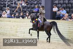 23R13_13663 thumbnail