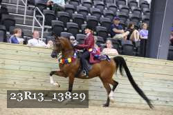 23R13_13829 thumbnail